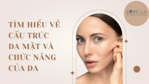Tìm hiểu về cấu trúc da mặt và chức năng của da
