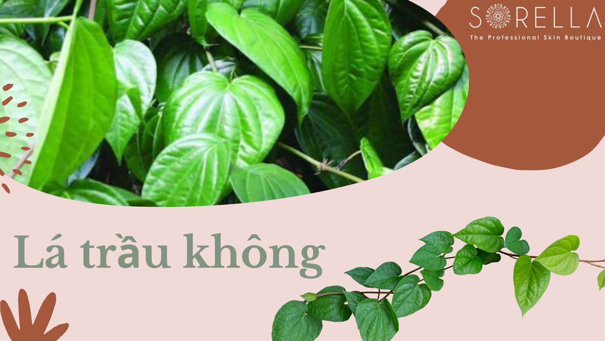 trị hôi nách