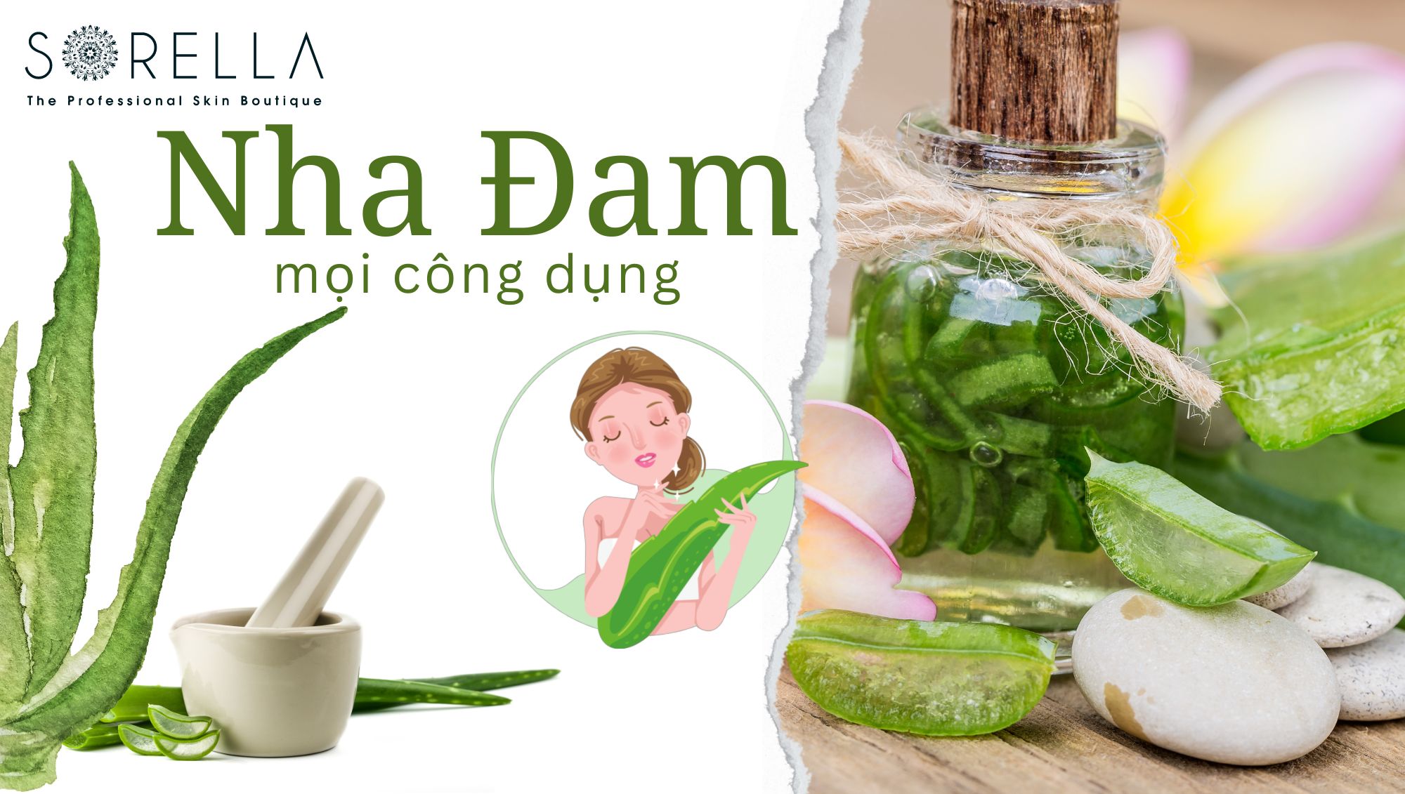 Công dụng của cây nha đam