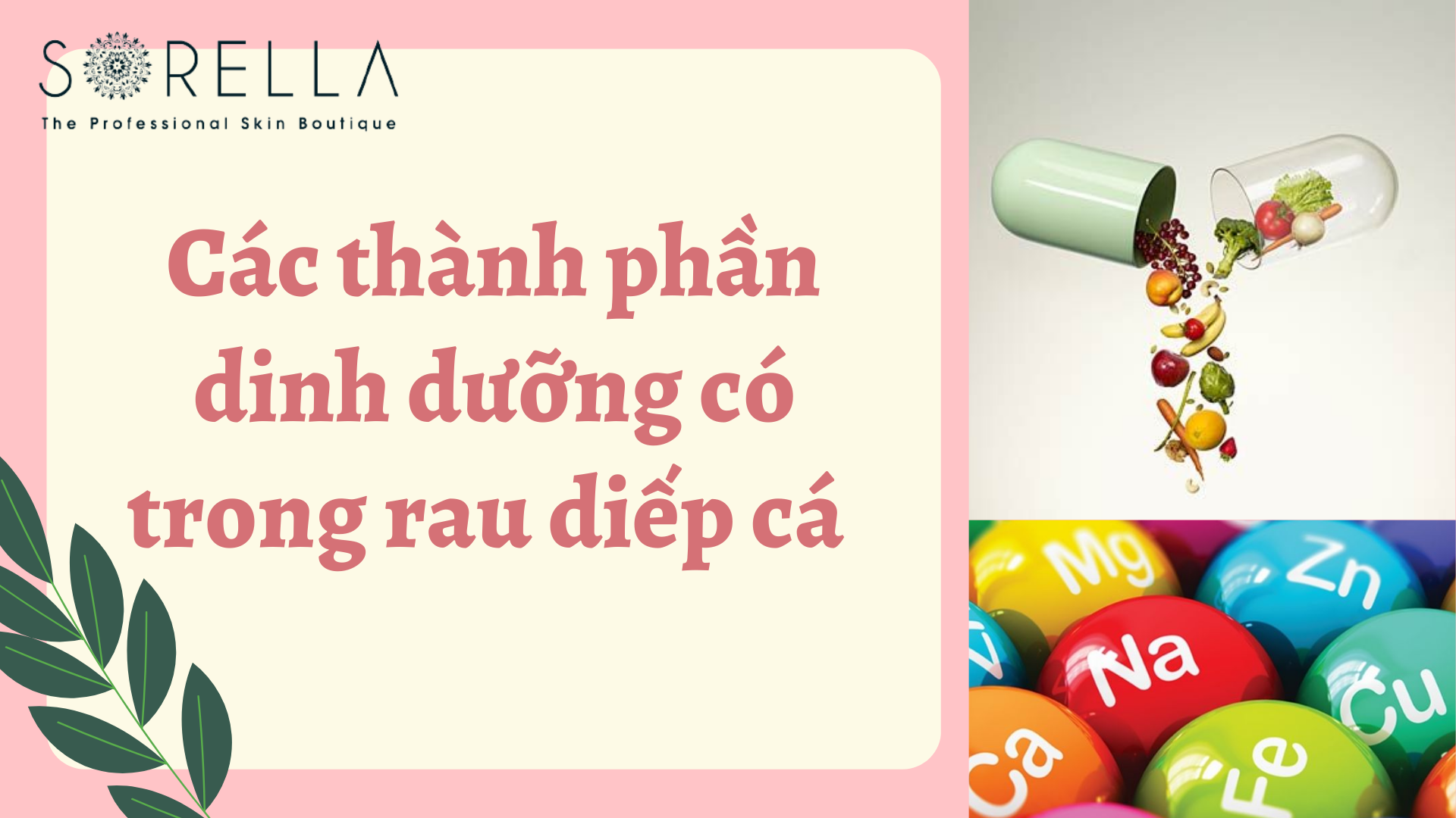 Các thành phân dinh dưỡng có trong rau diếp cá