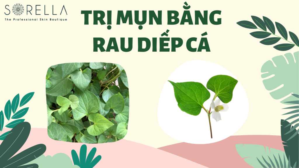 Trị mụn bằng rau diếp cá