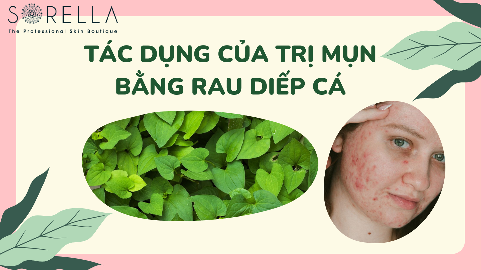 Tác dụng của trị mụn bằng rau diếp cá