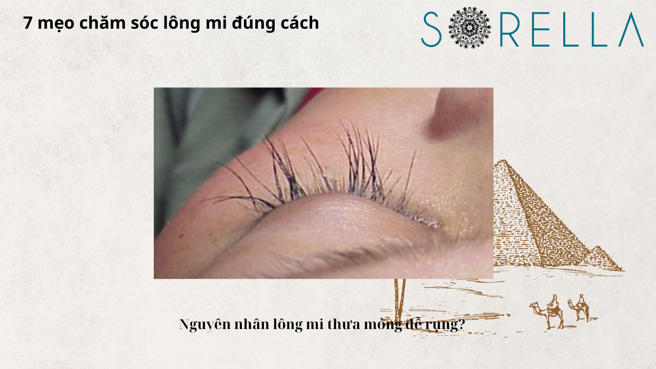 Mẹo chăm sóc lông mi đúng cách