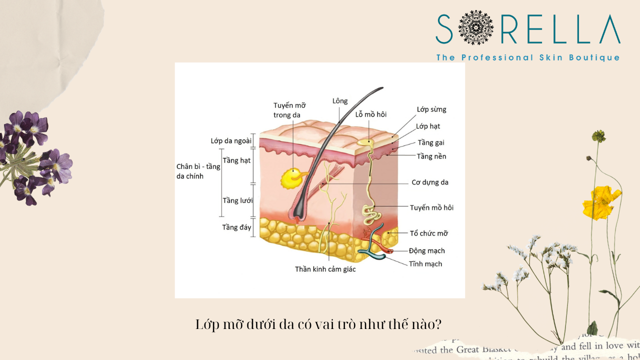 Lớp mỡ dưới da có vai trò như thế nào? 