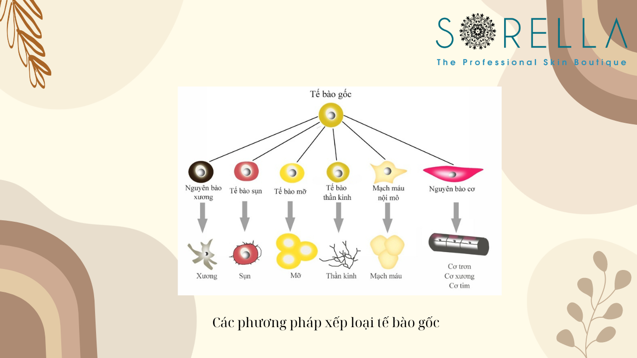 Tế bào gốc là gì?