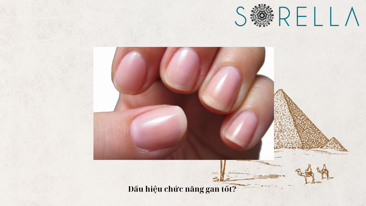 Dấu hiệu chức năng gan tốt? 